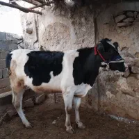 گاو سیمینتال