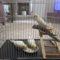 عروس هلندی
