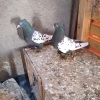 جفت سیندار سبز پلنگ ماده مفت معاوضه هم دارم