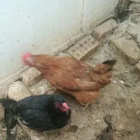 مرغ مشکی وحنای تخم کن