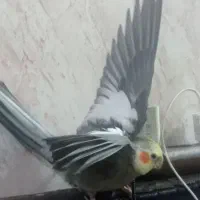 عروس هلندی گم شده