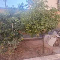 خانه ویلایی|اجارهٔ خانه و ویلا|شیراز, شهرک پرواز|دیوار