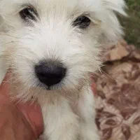 سگ پاکوتاه|سگ|سیاهکل, |دیوار