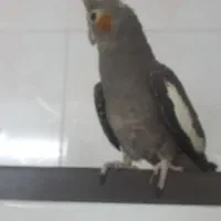 پرنده