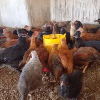 جوجه مرغ گلپایگان ومرندی اصل زیرنظرجهاد|حیوانات مزرعه|تربت‌حیدریه, پایانه مسافربری تربت حیدریه|دیوار