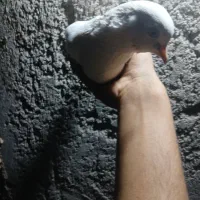 ‌۴۰۰|پرنده|بندرعباس, |دیوار
