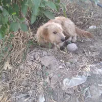 سگ امانت گم شده|سگ|دزفول, |دیوار