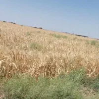 زمین-دشتابی