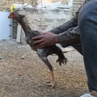 خروس اوشامو