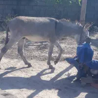 برای فروش نر|حیوانات مزرعه|آق قلا, |دیوار