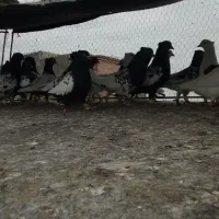 30تا کله سیاه سینه سیاه طوقی سیاه|پرنده|تربت‌حیدریه, سرمحله|دیوار