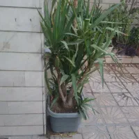 گل یوکا|گل و گیاه طبیعی|تهران, تاکسیرانی|دیوار