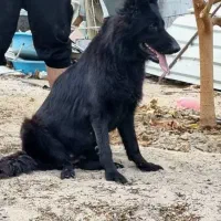 ژرمن بلک ماده