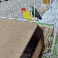 فروش یک جفت کوتوله خاص به شدت مولد باتمامی لوازم|پرنده|سبزوار, قصبه اب یمین|دیوار