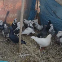 کبوتر
