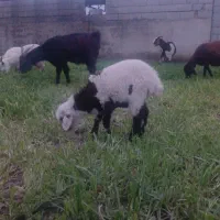 ۲راس بره نر و ماده|حیوانات مزرعه|گرگان, |دیوار