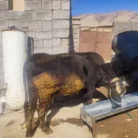 کاو سیمینتال|حیوانات مزرعه|بیلوار, |دیوار