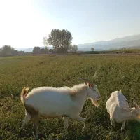 تکه سانن|حیوانات مزرعه|نیر (اردبیل), |دیوار