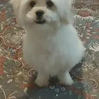 شیتزو|سگ|گرگان, |دیوار