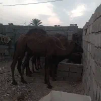 شتر نر۹ماهه