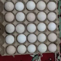 تخم بوقلمون|حیوانات مزرعه|سبزوار, قصبه غربی|دیوار