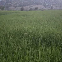 زمین برنجکاری
