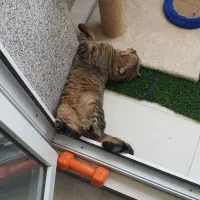 واگذاری سرپرستی یک جفت گربه با شرایط خاص|گربه|بوکان, |دیوار