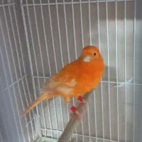 قناری ردفاکتور وموزاییکی|پرنده|مشهد, شهرک لشکر (شهرک غرب)|دیوار