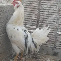 حراج و فروش خروس گلین/مرغ وخروس لاری/مرغ محلی|حراج|رفسنجان, |دیوار