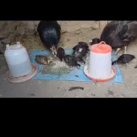 بوقلمون کرچ آماده