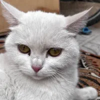 واگزاری بریتیش|گربه|مرودشت, بیست متری بیمارستان|دیوار