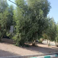 ۳۸گوسفند گمشده