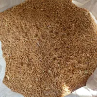 گندم|گل و گیاه طبیعی|چناران, |دیوار