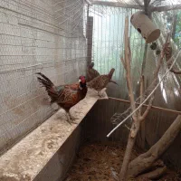 خروس وحشی|حیوانات مزرعه|نوشهر, |دیوار