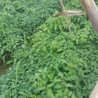 نهال گوجه تیتان بهترین محصول