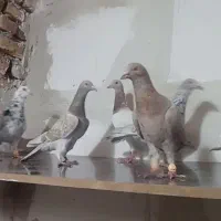 کبوتر|پرنده|تربت جام, میان جام|دیوار