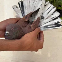 کبوتر