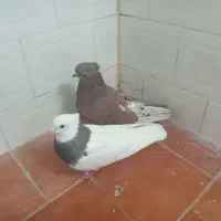 ماده طوق نرخال سیاه زوردار