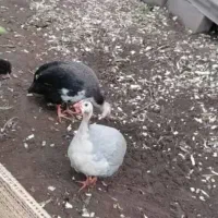 مرغ روسی(شاخدار)|حیوانات مزرعه|لاهیجان, خمیر کلایه|دیوار