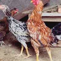 مرغ و خروس لاری