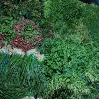 پخش عمده سبزی