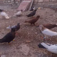 ۱۸تا کفتر مشهد