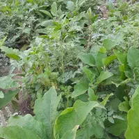 خدمات کلی|خدمات پیشه و مهارت|بندر ترکمن, |دیوار