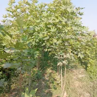 نهالونهالستان شناسه دار گیلاسی|خدمات باغبانی و درختکاری|گلبهار, نوبهار|دیوار