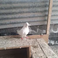 سفید کاشانی