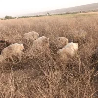 میش