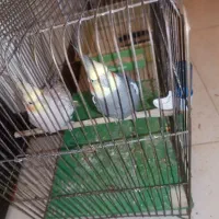 عروس هلندی جفت مولد|پرنده|اندیشه, اندیشه فاز ۱|دیوار