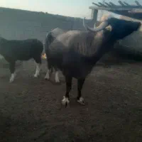 گاومیش درجه یک