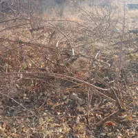 فروش چوب سیب باقیمانده هرس کلی|خدمات باغبانی و درختکاری|شیراز, حومه شیراز|دیوار