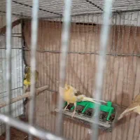 ماده قناری|پرنده|رشت, امین الضرب|دیوار